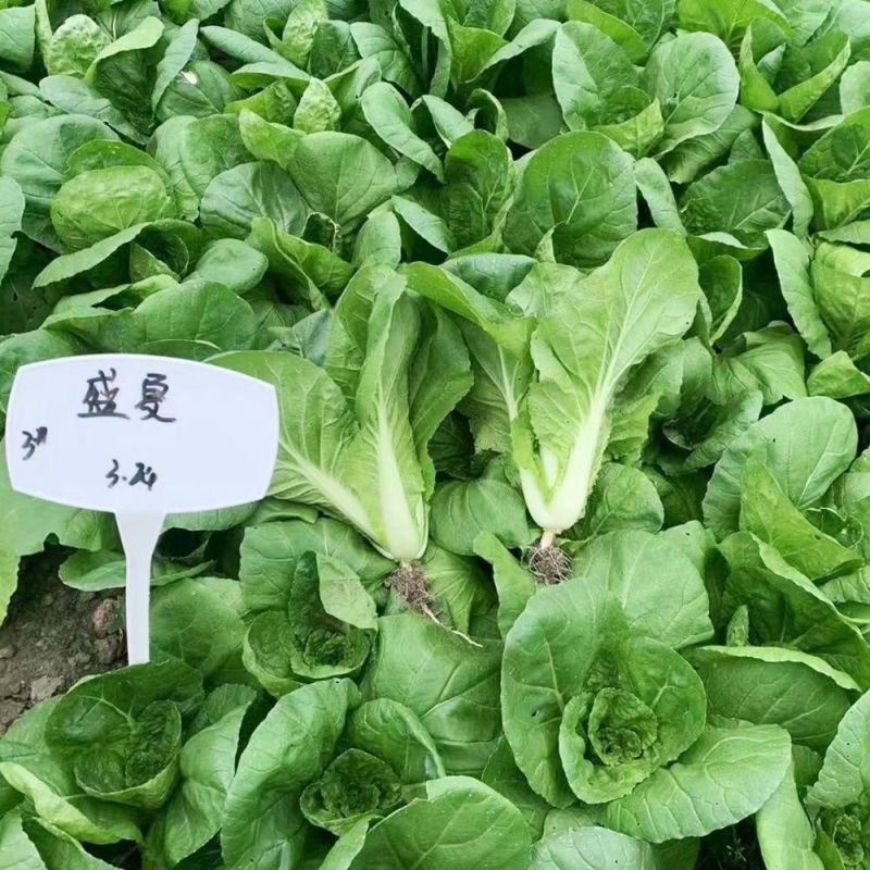 庭院新鲜快菜种子耐抽苔速生小白菜种籽耐热耐湿抗病耐寒食用