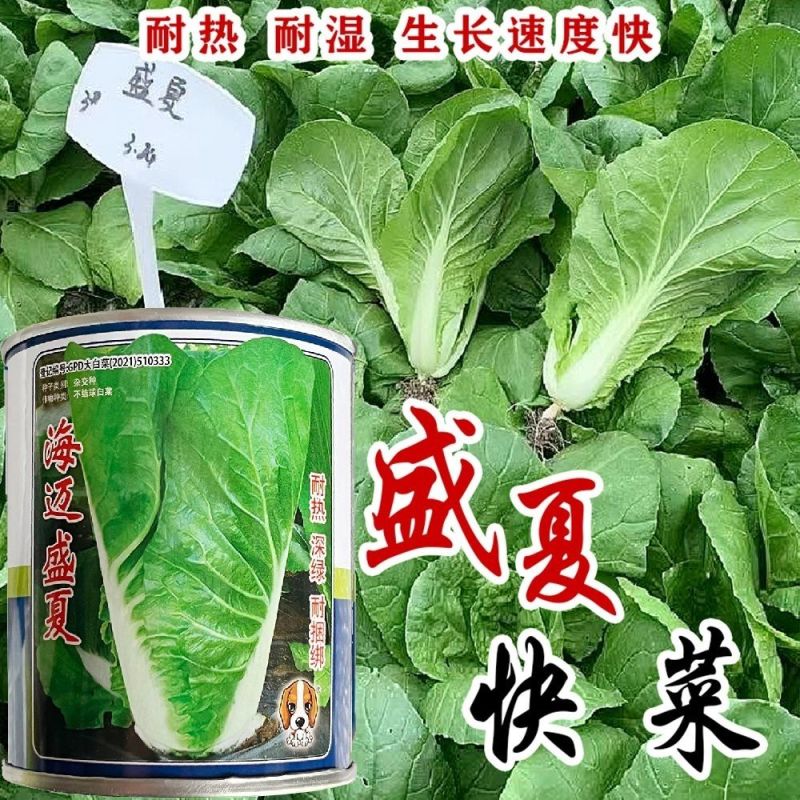 庭院新鲜快菜种子耐抽苔速生小白菜种籽耐热耐湿抗病耐寒食用