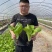 庭院新鲜快菜种子耐抽苔速生小白菜种籽耐热耐湿抗病耐寒食用