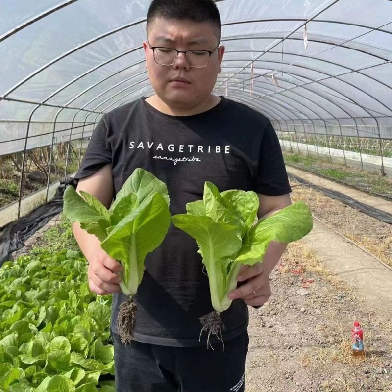 庭院新鲜快菜种子耐抽苔速生小白菜种籽耐热耐湿抗病耐寒食用
