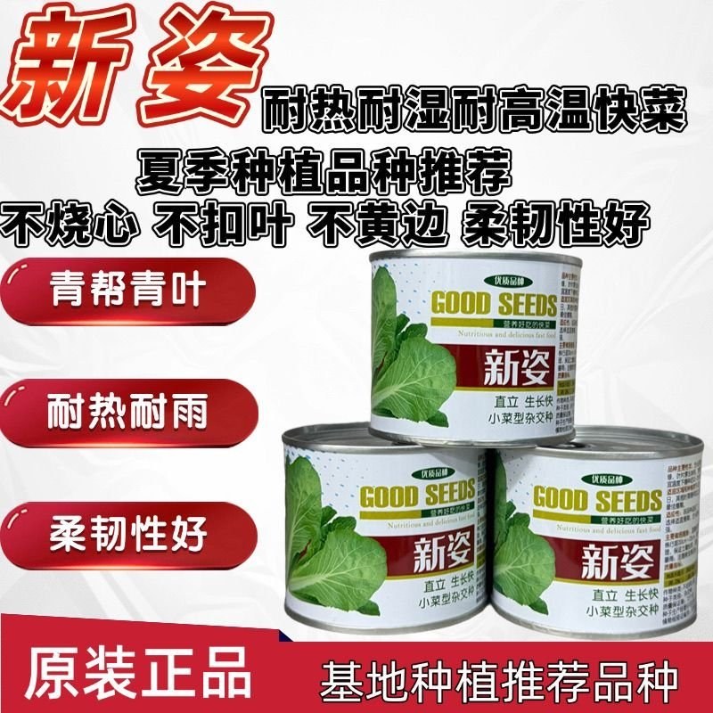 新姿耐热耐高温快菜种子不烧心不黄边柔韧性好耐雨水青帮青叶