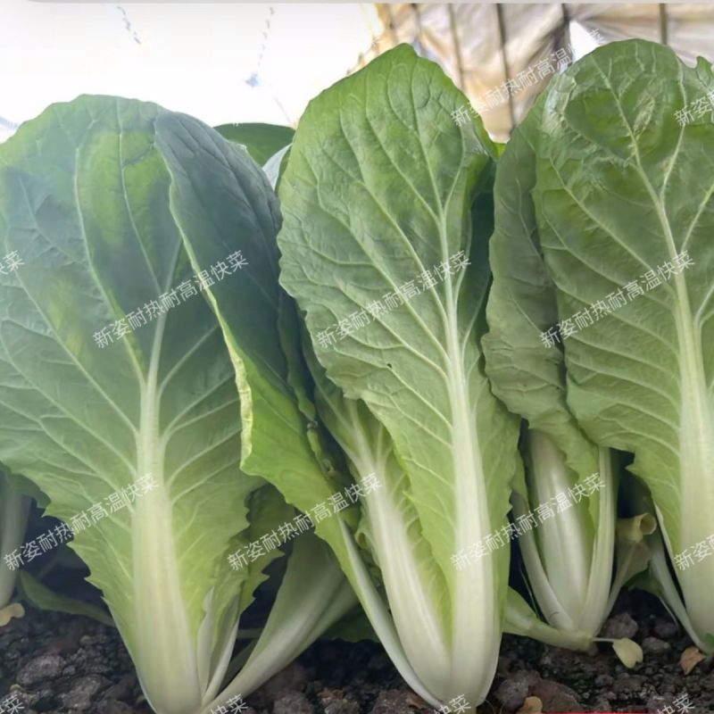 新姿耐热耐高温快菜种子不烧心不黄边柔韧性好耐雨水青帮青叶