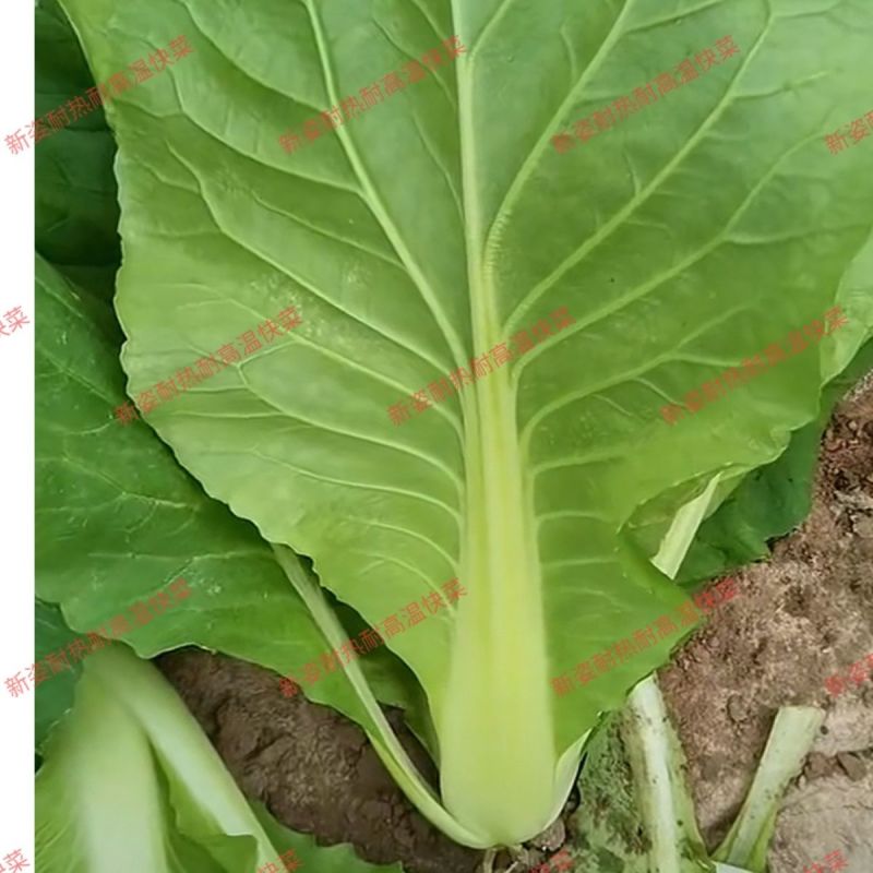 新姿耐热耐高温快菜种子不烧心不黄边柔韧性好耐雨水青帮青叶