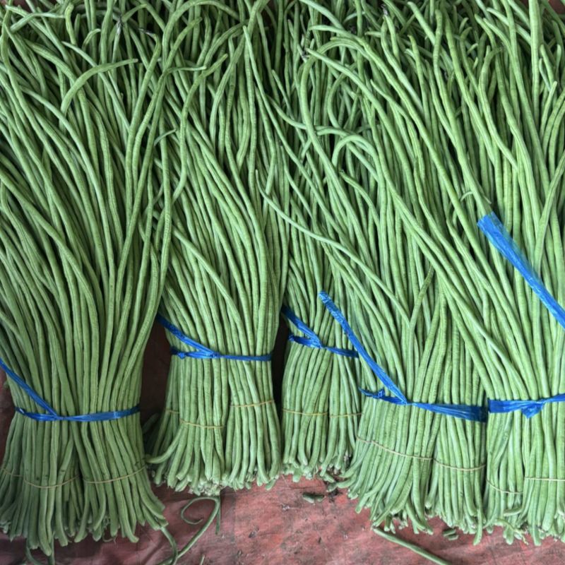 湖北长豆角大量上货食堂货市场货大量有货价格随行