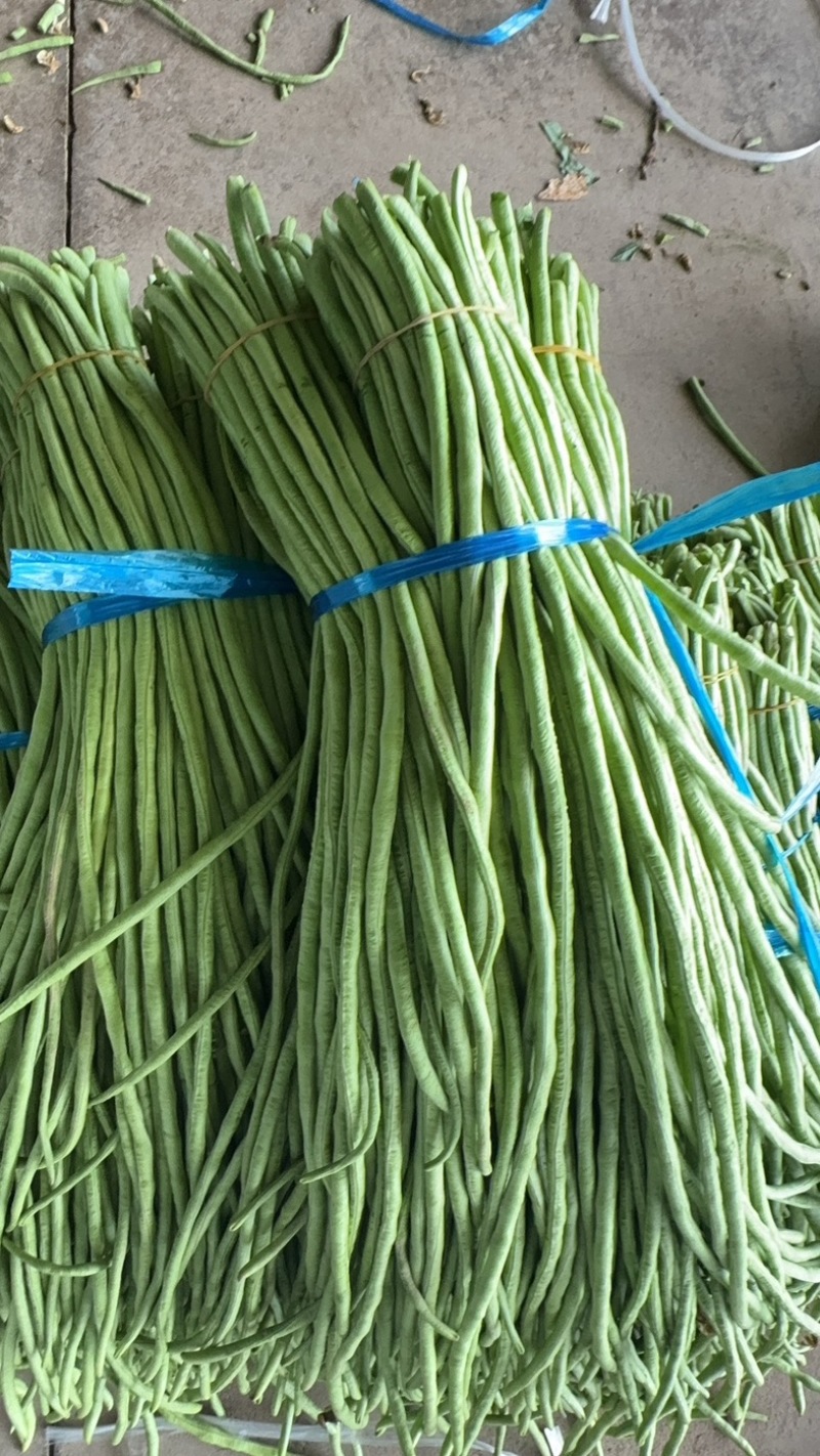 湖北长豆角大量上货食堂货市场货大量有货价格随行