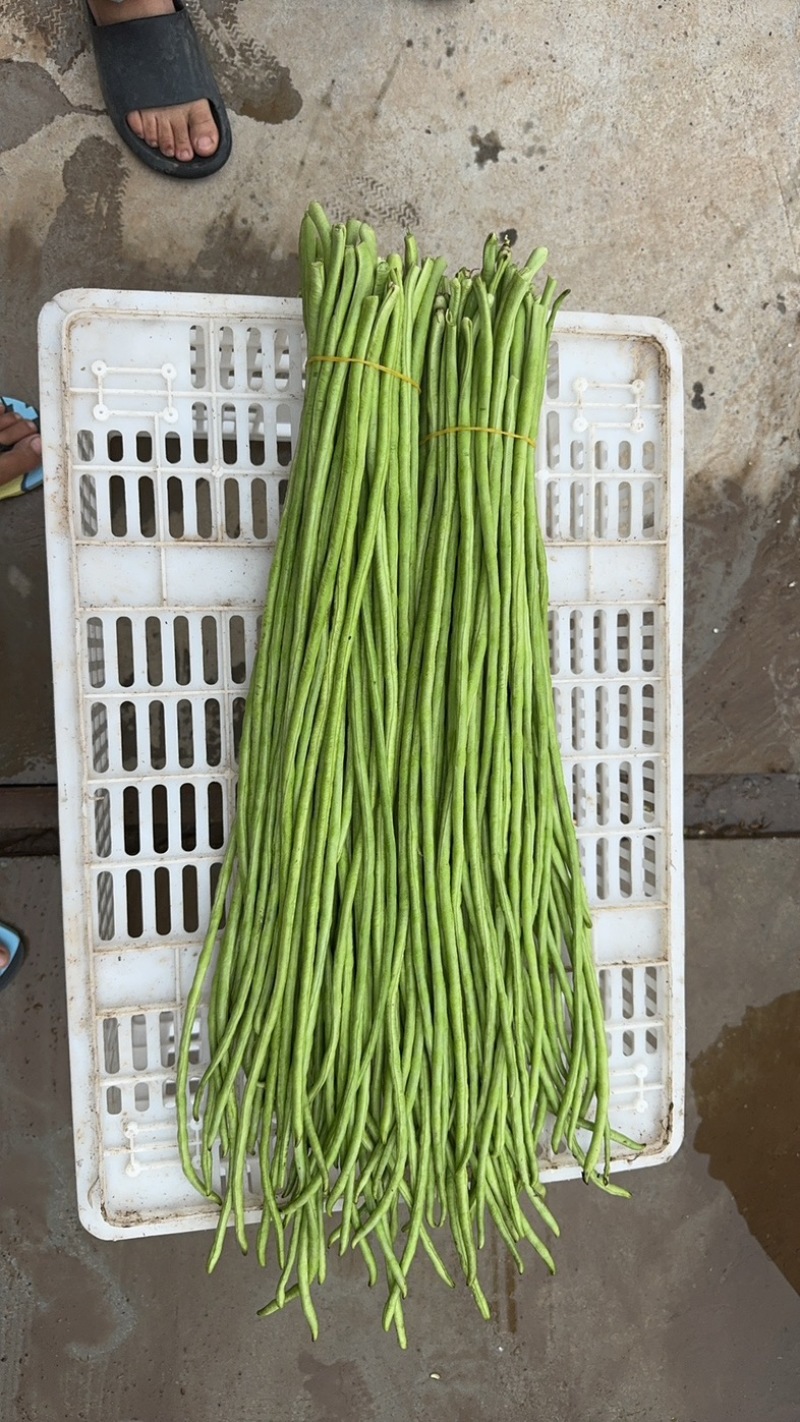 湖北长豆角大量上货食堂货市场货大量有货价格随行