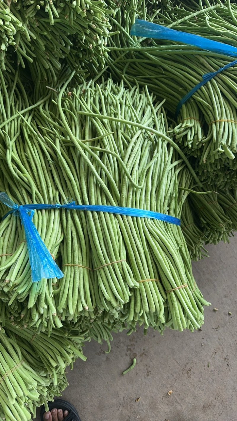 湖北长豆角大量上货食堂货市场货大量有货价格随行