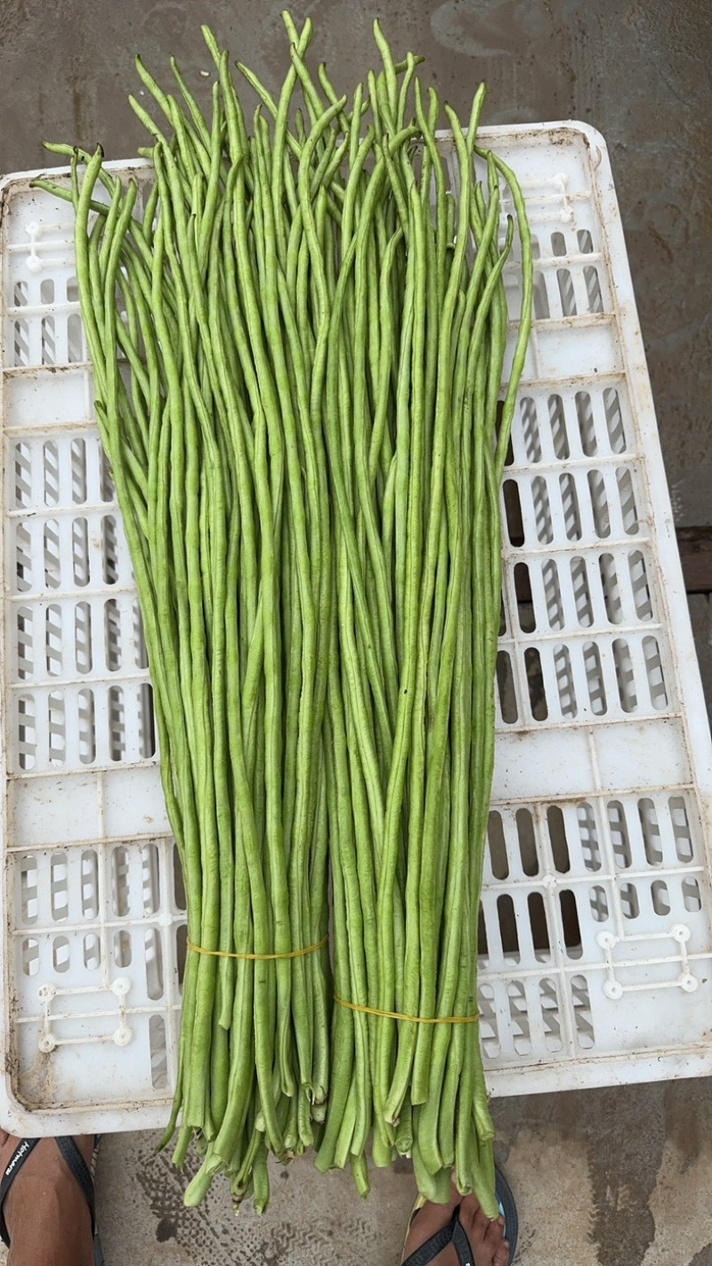 湖北长豆角大量上货食堂货市场货大量有货价格随行