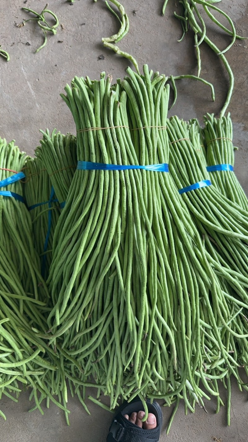 湖北长豆角大量上货食堂货市场货大量有货价格随行