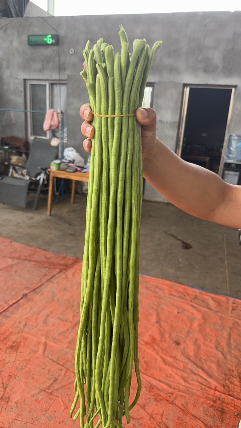湖北长豆角大量上货食堂货市场货大量有货价格随行