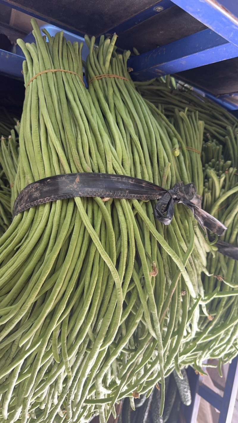 湖北长豆角大量上货食堂货市场货大量有货价格随行
