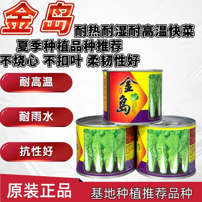 金岛耐热耐高温快菜种子不烧心不黄边柔韧性好耐雨水青帮青叶
