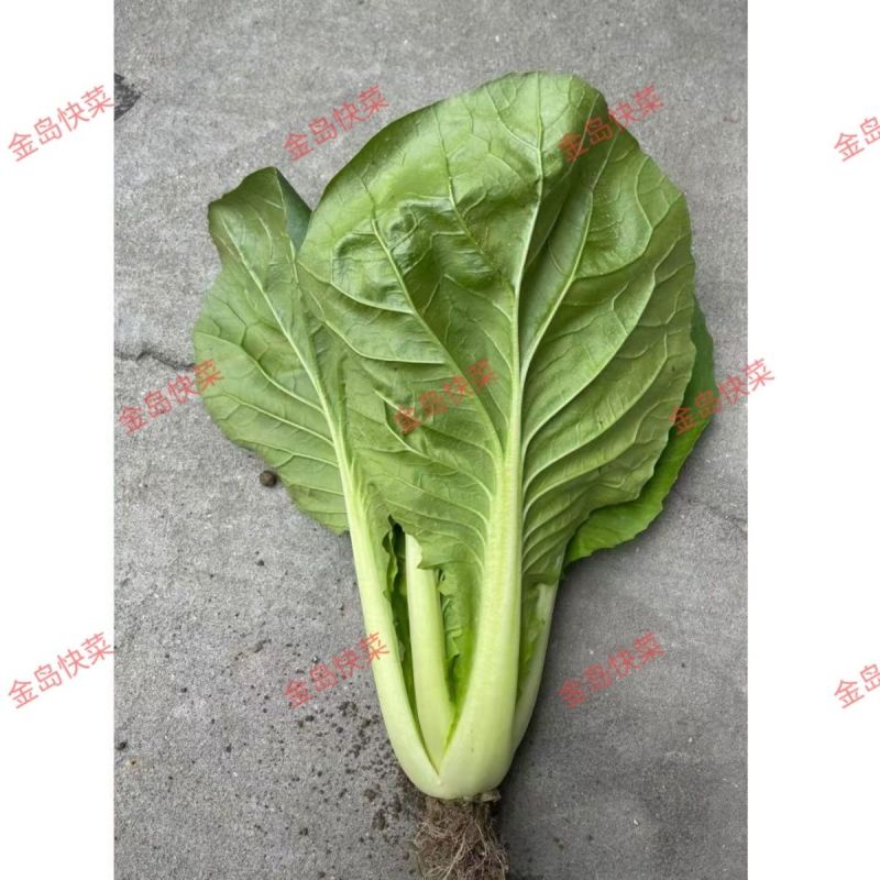 金岛耐热耐高温快菜种子不烧心不黄边柔韧性好耐雨水青帮青叶