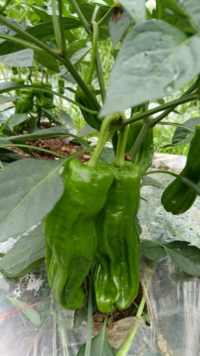 贵州芜湖椒