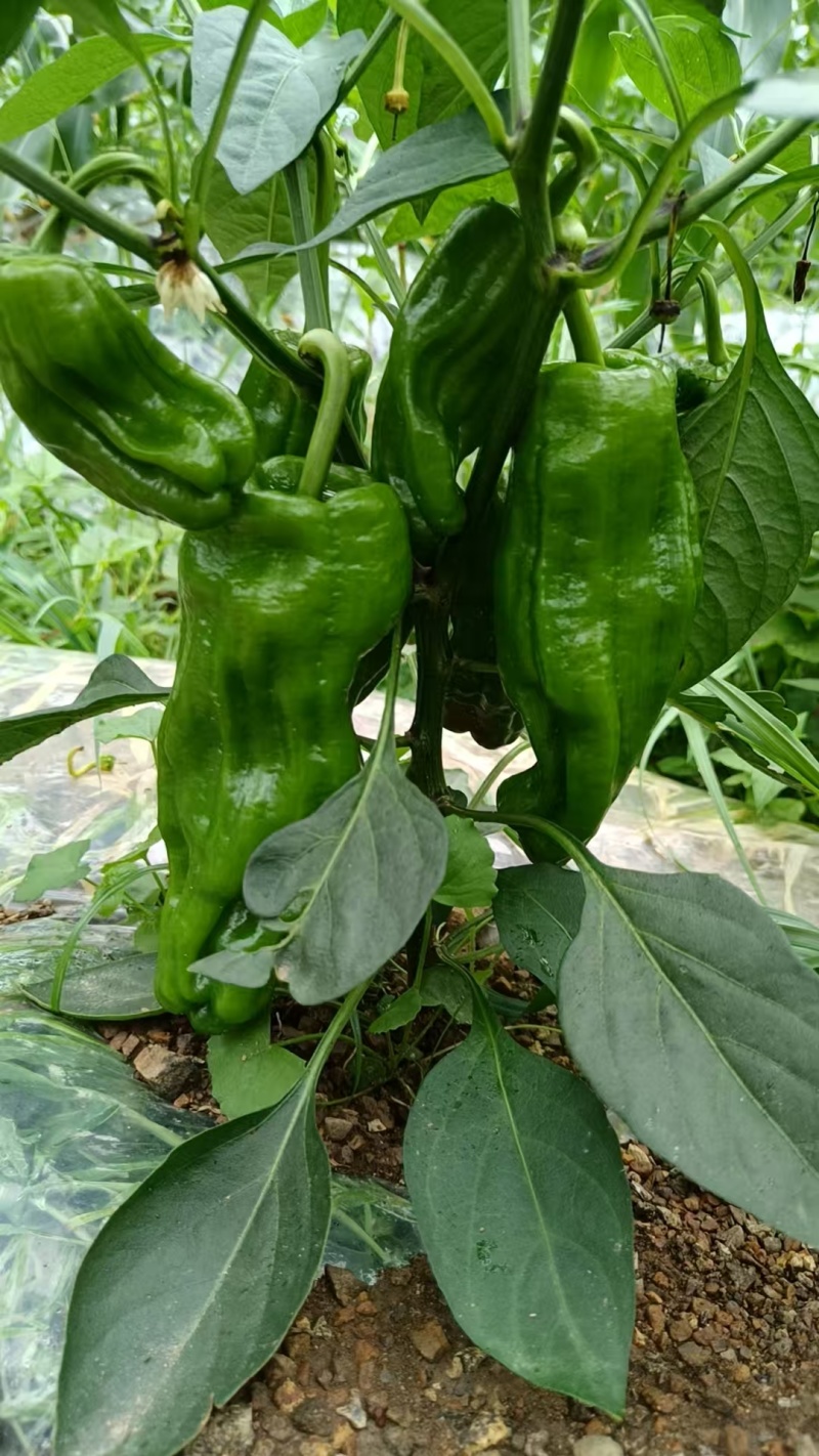 贵州芜湖椒