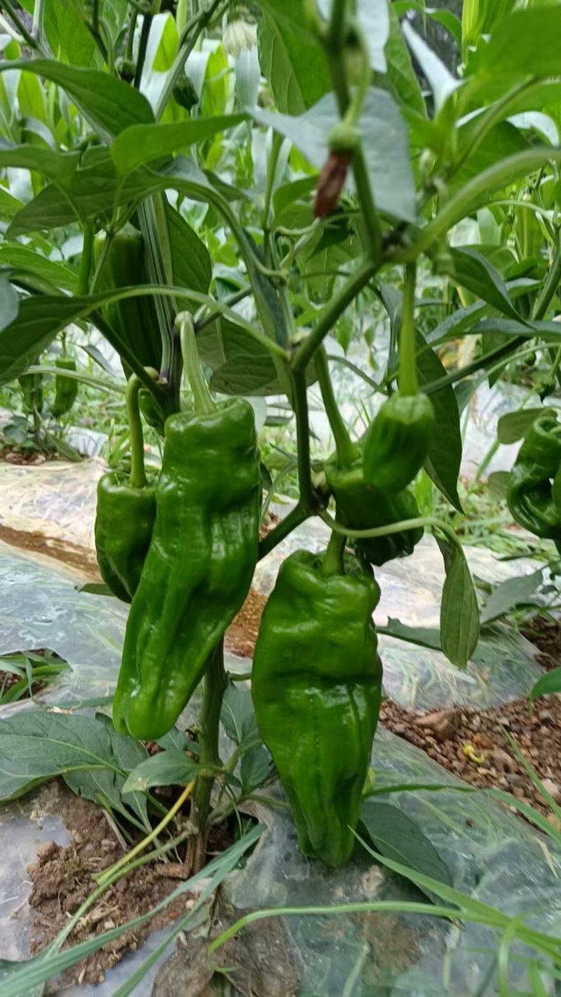 贵州芜湖椒