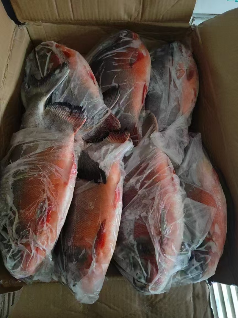 红友鱼，紫红笛鲷，淡化珍贵鱼类，吊水处理可作刺生用！