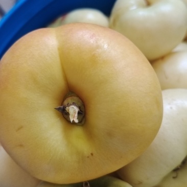 白蟠桃黄蟠桃