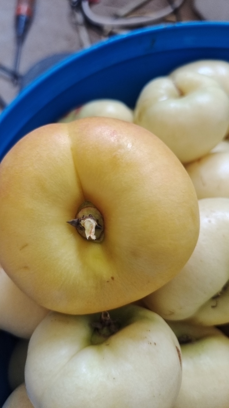 白蟠桃黄蟠桃