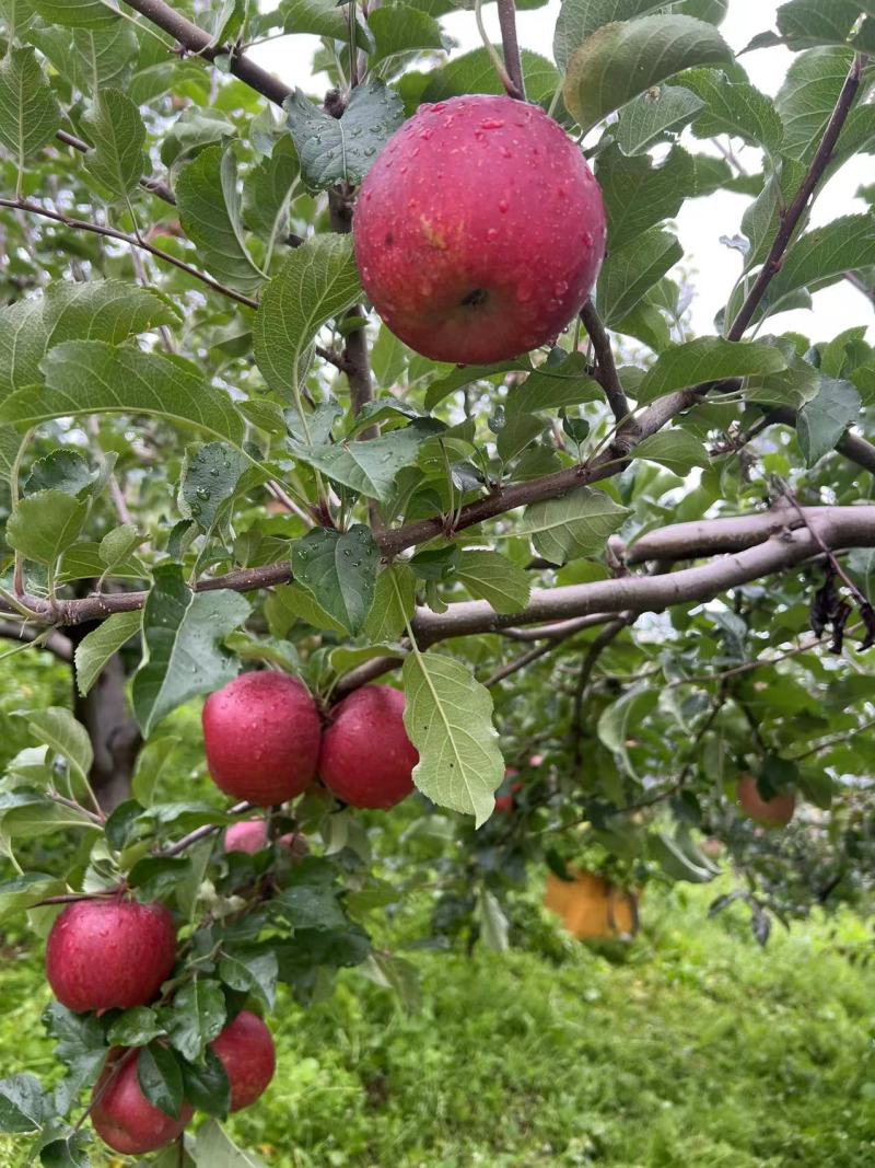 宁蒗糖心苹果