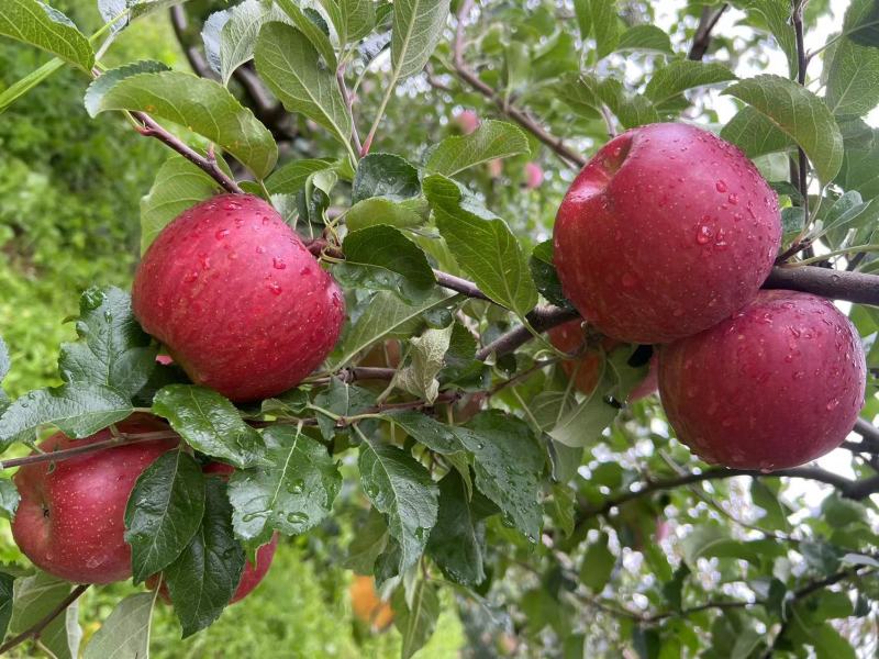宁蒗糖心苹果