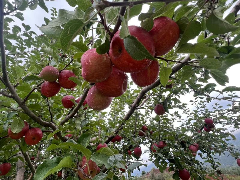 宁蒗糖心苹果