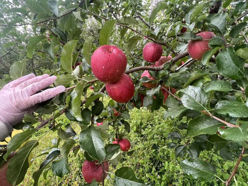 宁蒗糖心苹果