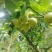 自己家种植的夏雪梨可以上市了果面清晰，口感脆甜，细腻化渣