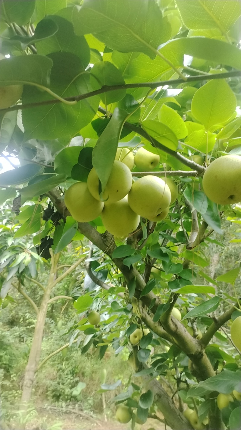 自己家种植的夏雪梨可以上市了果面清晰，口感脆甜，细腻化渣