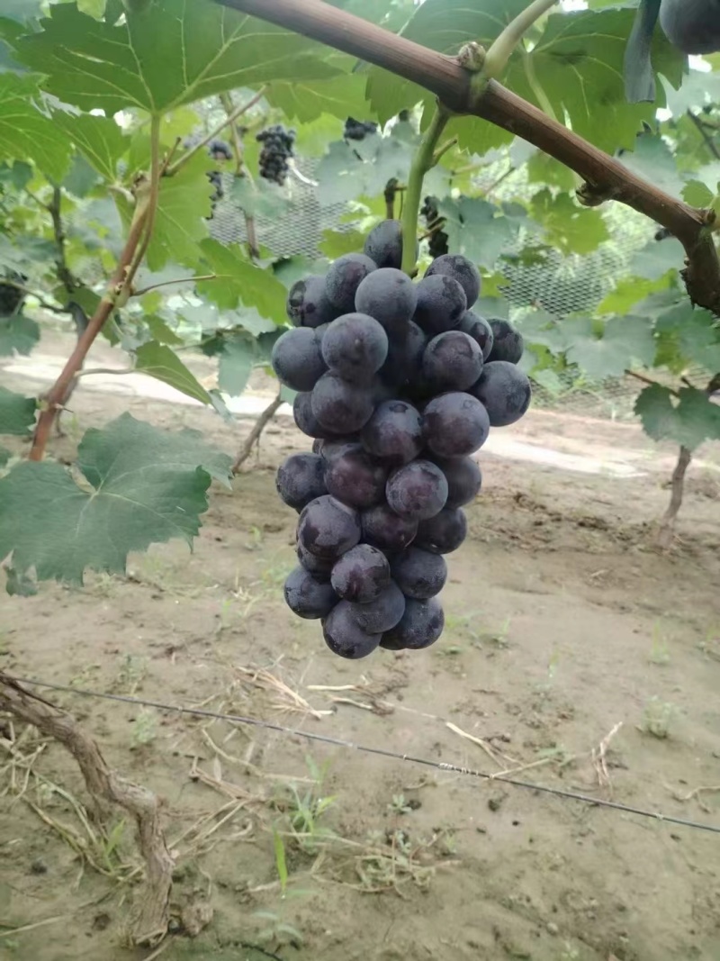 精品夏黑葡萄冷棚货大量上市糖度高颜色好无核