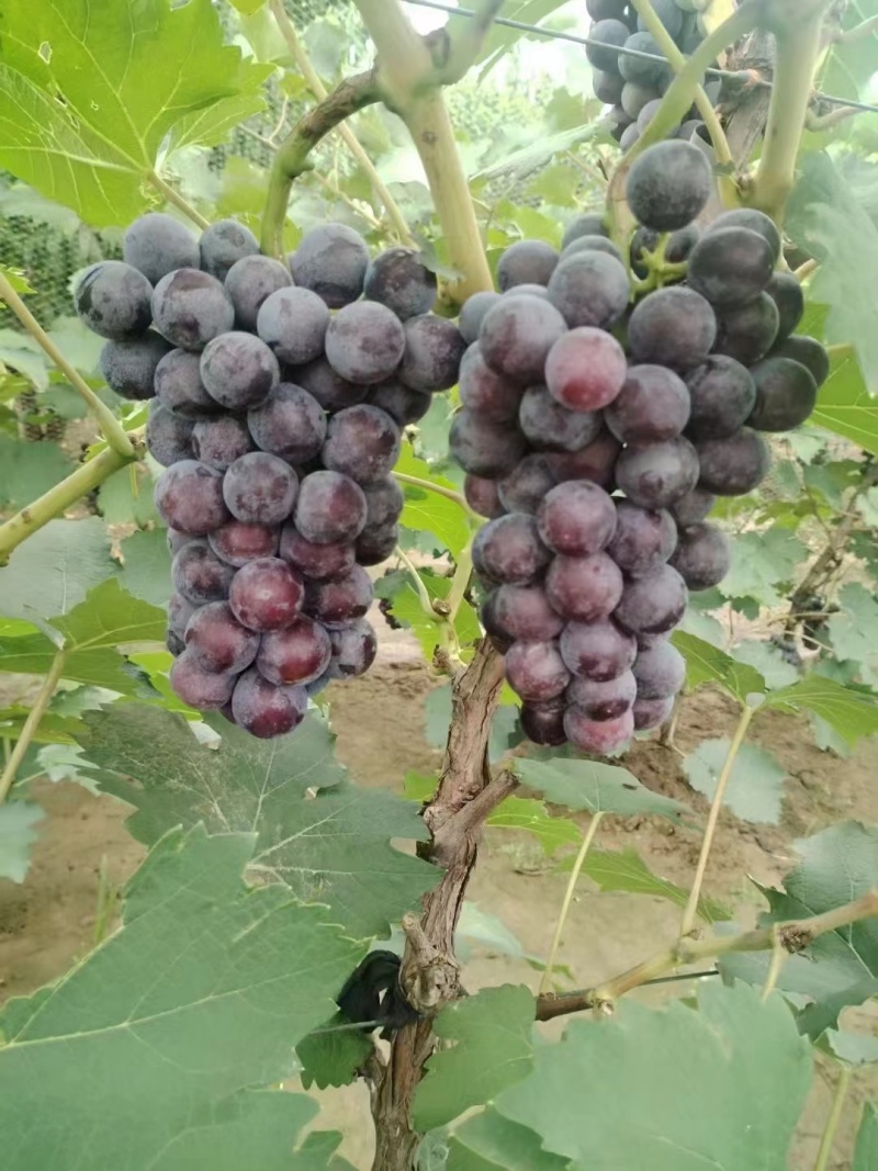 精品夏黑葡萄冷棚货大量上市糖度高颜色好无核