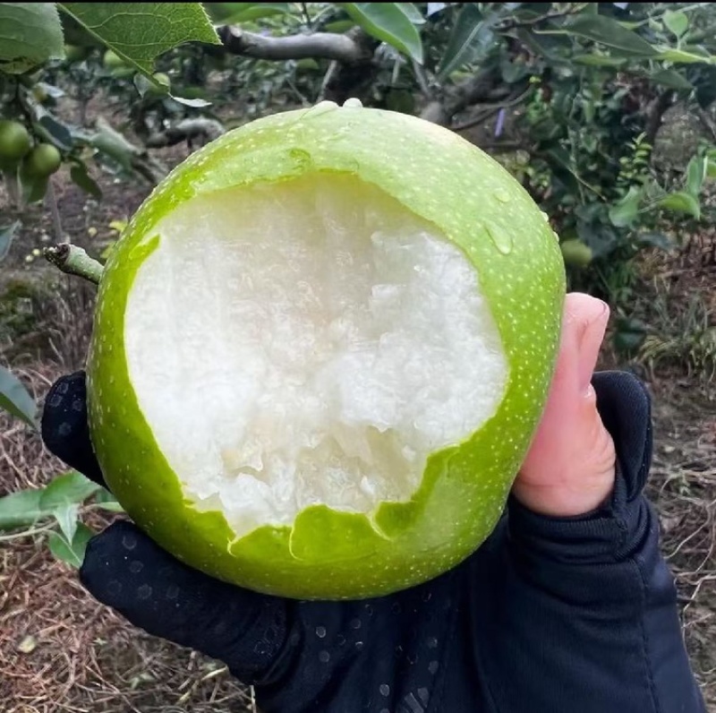 砀山梨品质保证服务周到产地直发价格优惠