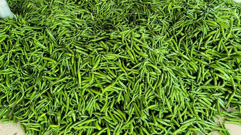 鲜辣椒杭椒各种辣椒各种规格齐全品质保证价格美丽