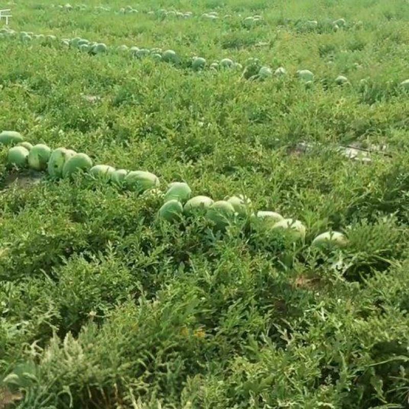 小凤西瓜七月中旬上市