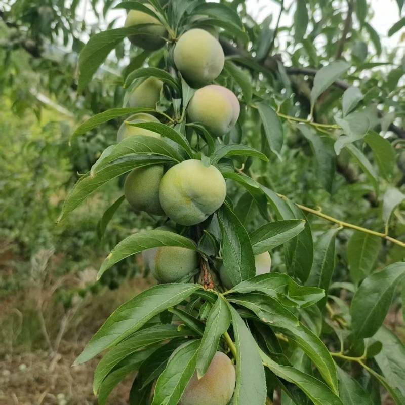 四川半边红李子，半边红脆李子，量大质优，欢迎来电咨询