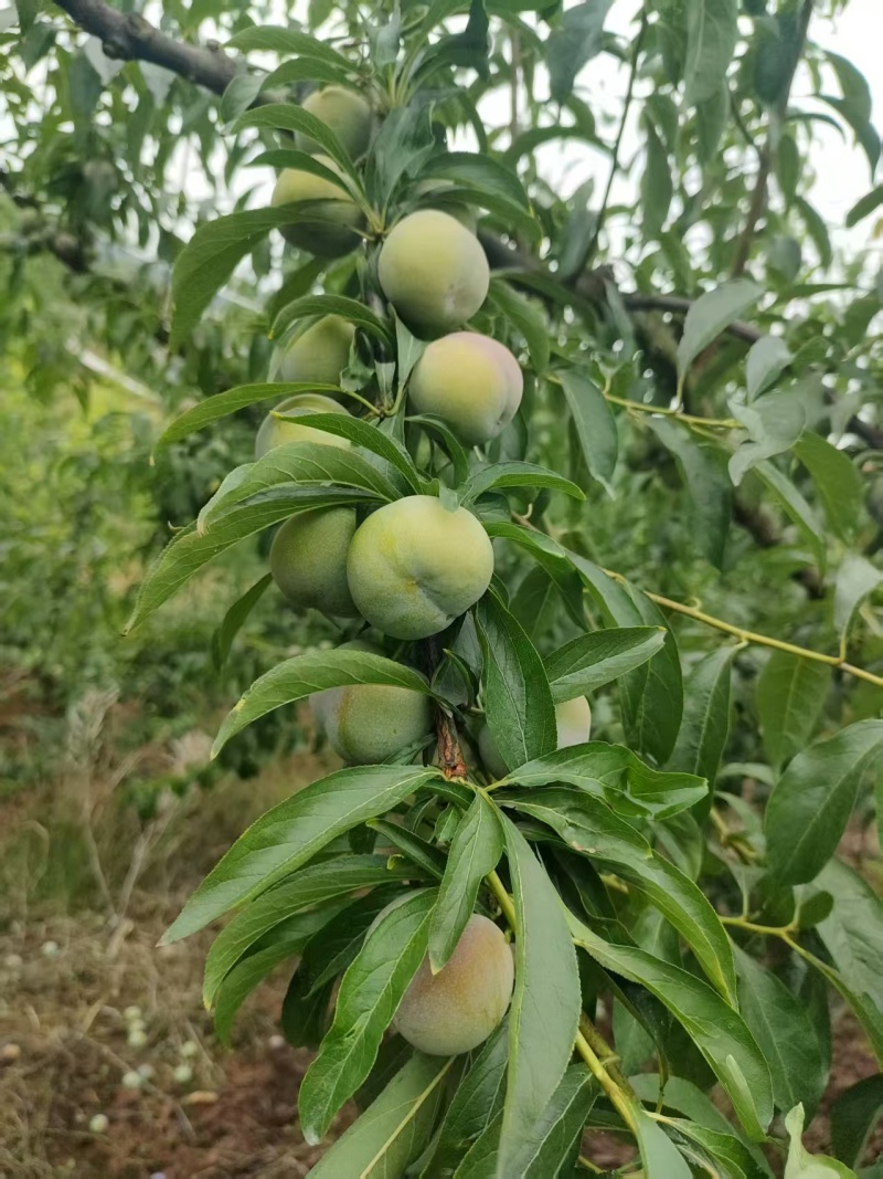 四川半边红李子，半边红脆李子，量大质优，欢迎来电咨询