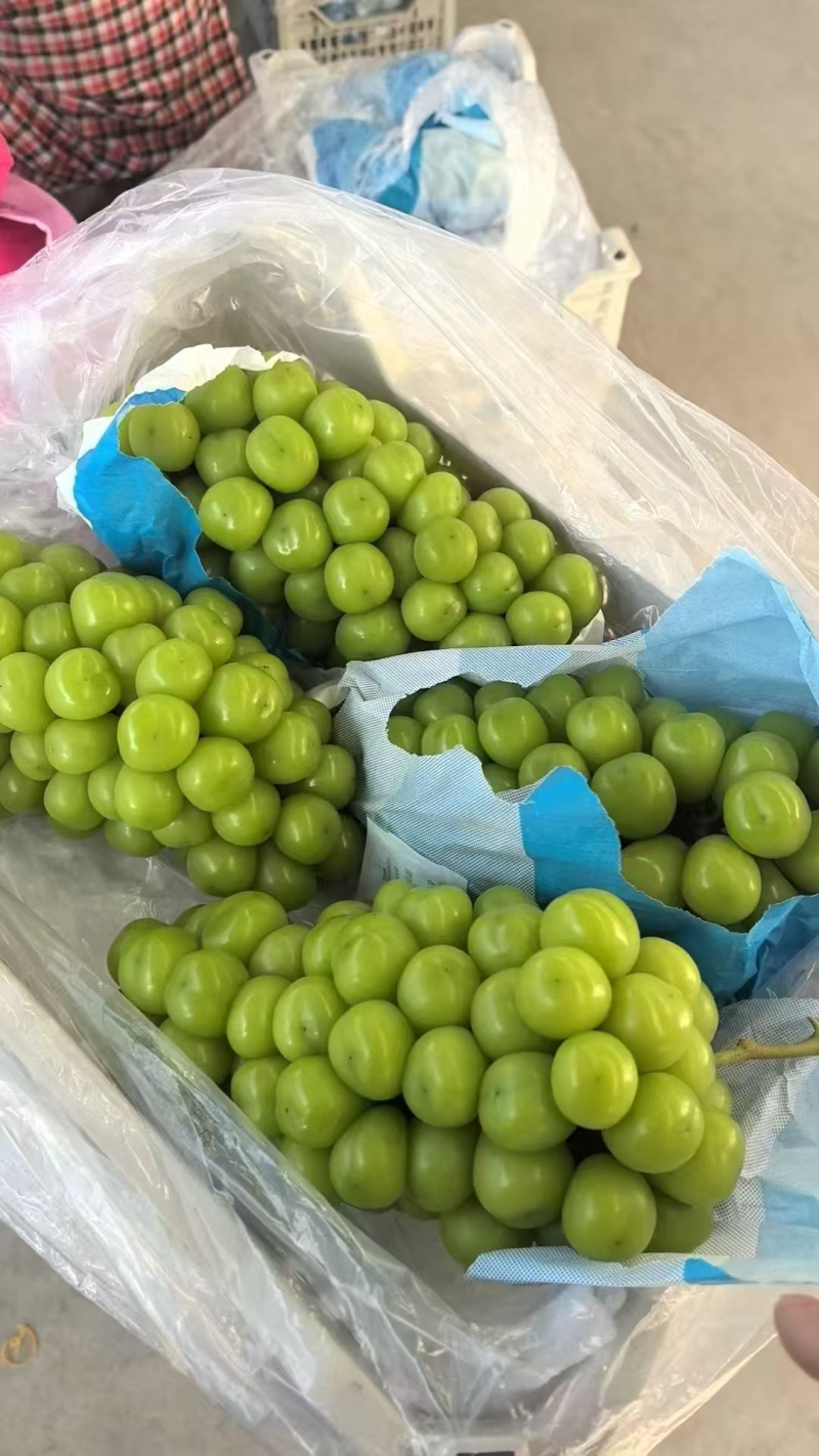 《阳光玫瑰》浙江三门葡萄基地直发/甜度高耐运输/欢迎来电