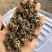 猫爪草野生猫爪草水洗过干净，价格便宜，广东清远市连州本地
