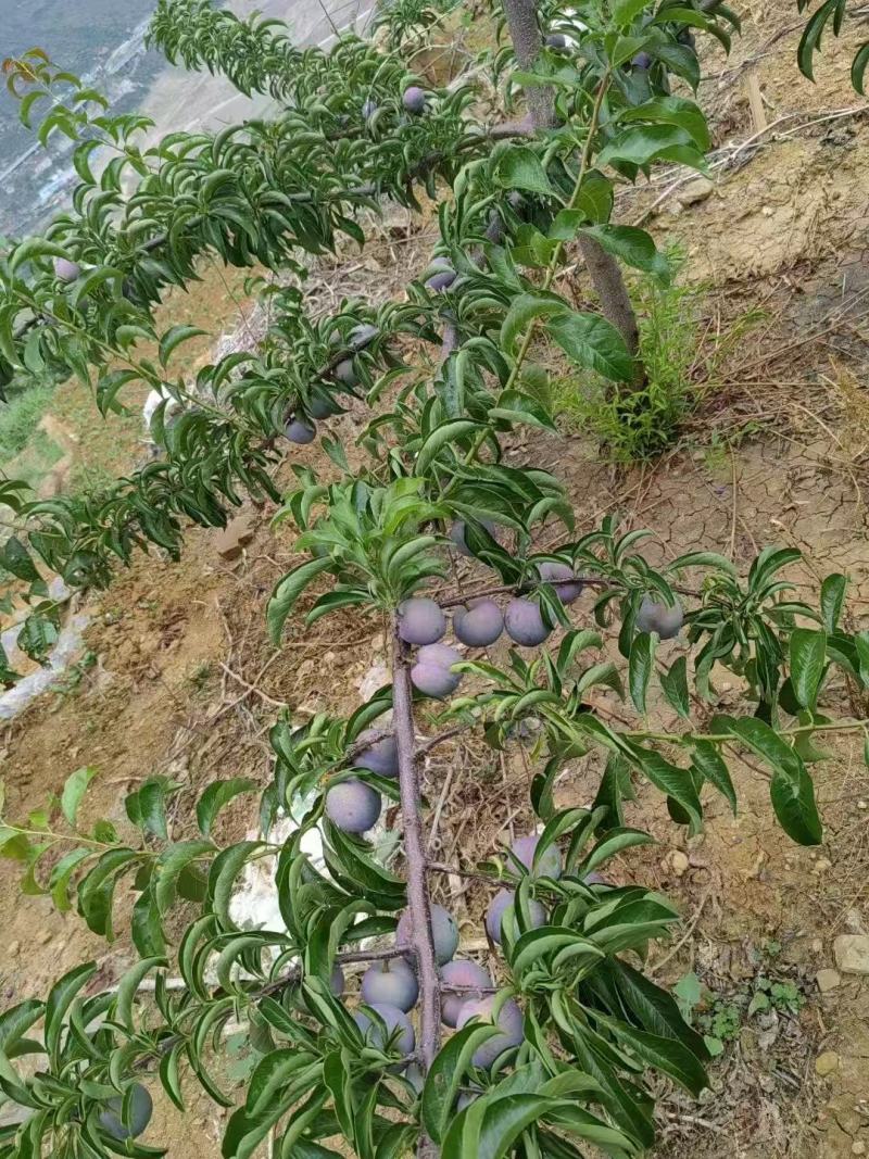 汉源五月脆大量上市，可产地视频看果，口感脆甜，需要的联系