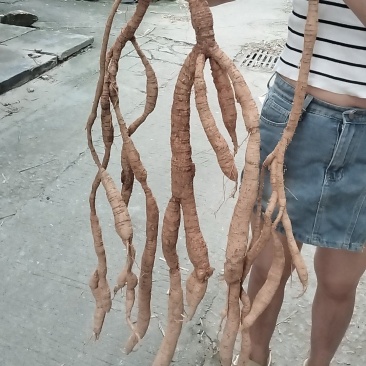 牛大力野生牛大力石山野牛够老够甜皮黄肉硬邦邦的，很甘老牛