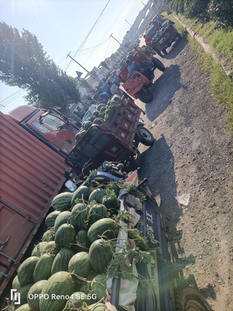 瓦岗丘陵地西瓜