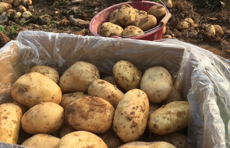 v7土豆河南土豆黄皮黄心万亩基地持续供应代发全国