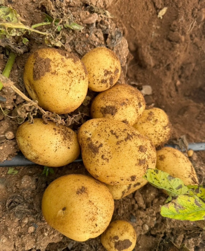 v7土豆河南土豆黄皮黄心万亩基地持续供应代发全国