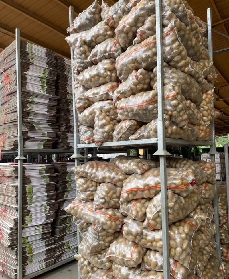 v7土豆河南土豆黄皮黄心万亩基地持续供应代发全国
