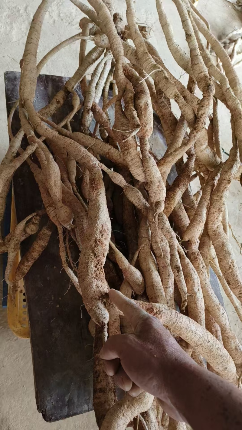 牛大力野生牛大力石山野牛够老够甜皮黄肉硬邦邦的，很甘老牛