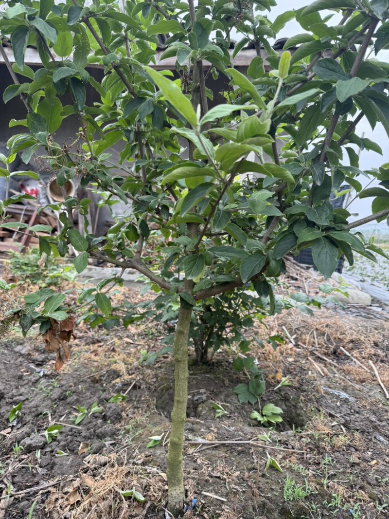 中华木绣球斗球大苗
