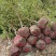 中华木绣球斗球大苗