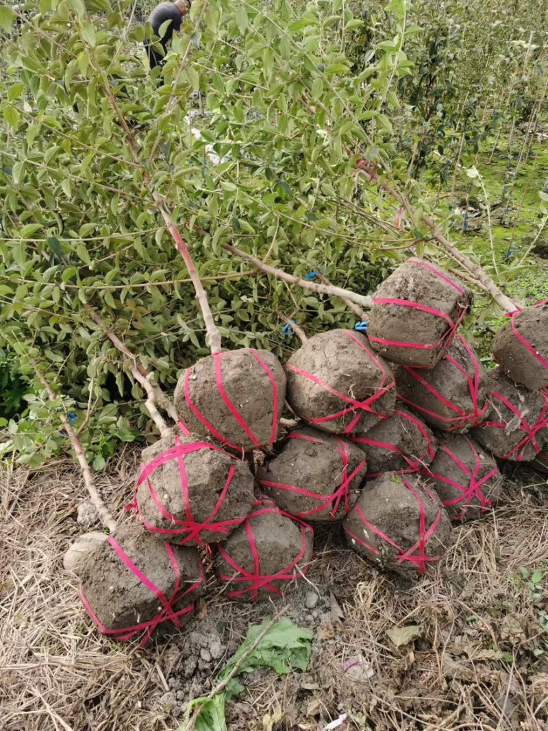 中华木绣球斗球大苗