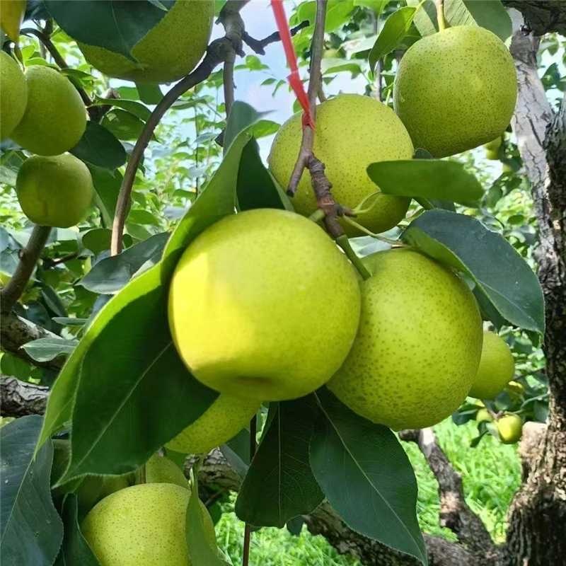 砀山梨品质保证服务周到产地直发价格美丽