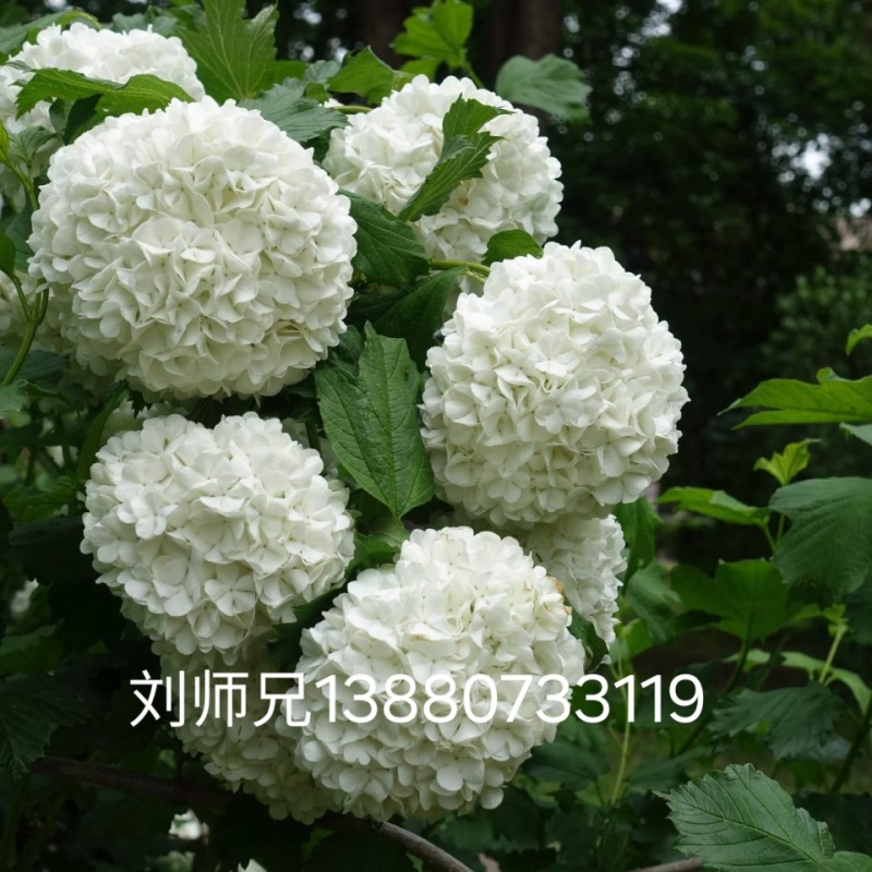 欧洲木绣球玫瑰美植袋苗批发